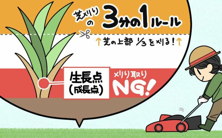 芝刈りの3分の1ルールとは？