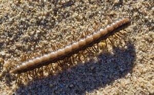 意外と違う？ムカデの幼虫とヤスデの見分け方