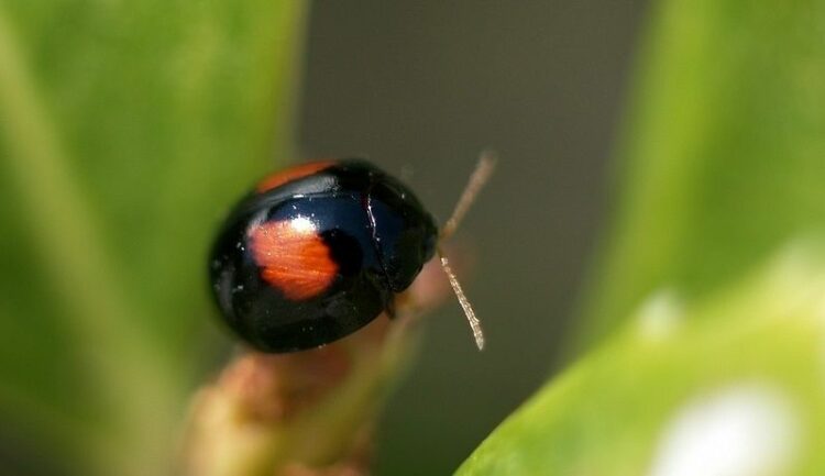 その黒いてんとう虫は害虫かもしれません①ヘリグロテントウノミハムシ