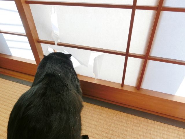 可愛いけど勘弁してほしい!猫が障子を破ってしまう理由と対策方法
