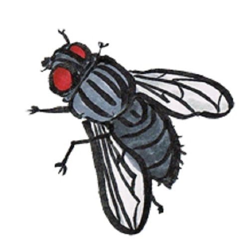 厄介な虫チョウバエ