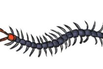 日本最大級の猛毒生物！重装甲の陸の覇者、トビズムカデの生態とは？