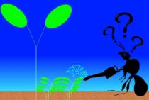 家の中で大量発生することも！トビイロケアリってどんなアリ？