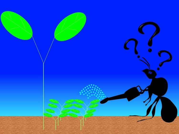 家の中で大量発生することも！トビイロケアリってどんなアリ？