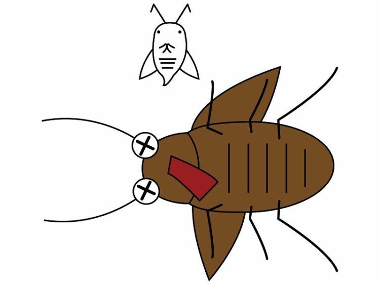 【意外に早死です】ゴキブリの寿命は短いが、途絶えることのない理由