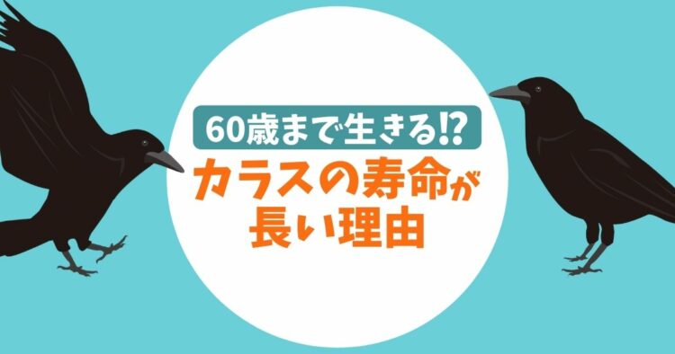 カラスの寿命は意外と長い!カラスにも長生きの秘訣はあるのか?