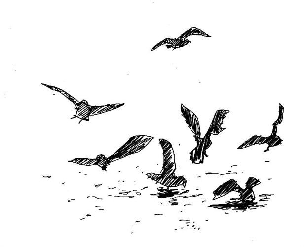 カラスの特徴や生態について