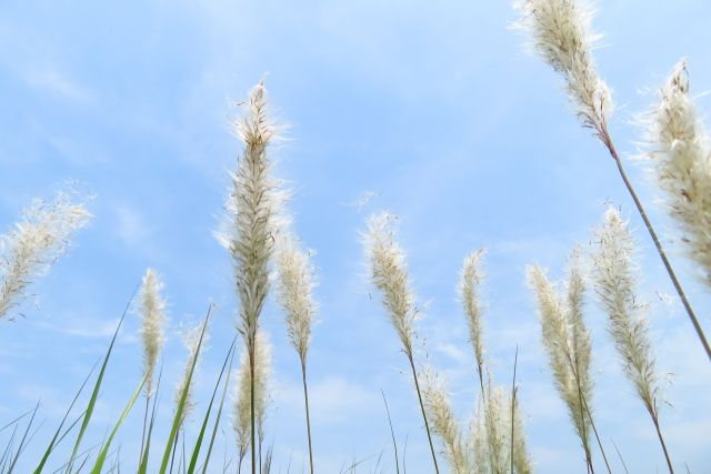 多年生のイネ科雑草