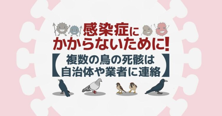 野鳥の死骸を処理する前に状況確認!鳥インフルエンザを持つ可能性も