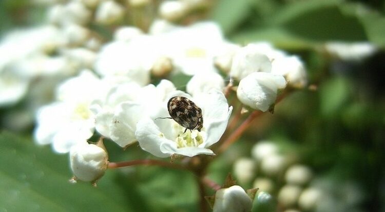 その黒いてんとう虫は害虫かもしれません②カツオブシムシ