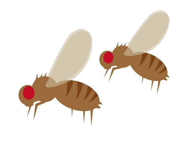 キノコバエとは?キノコバエの基礎知識