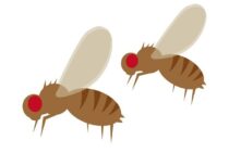 ハエの幼虫はどこにいる？繁殖場所を特定して効果的に駆除しよう！