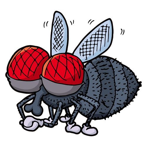 日本にハエは3000種もいる