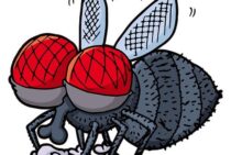 チョウバエはどこからやってくる？侵入経路知って対策しよう！