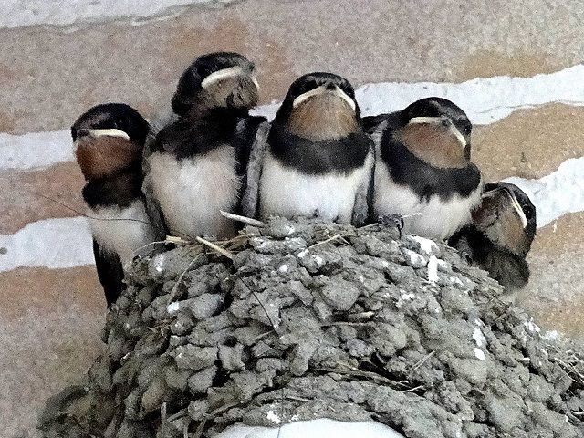 鳩に巣をかけられる前が対策時!巣を作られていたら…何が危険なの?
