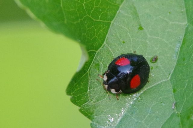 てんとう虫には様々な種類がいます！
