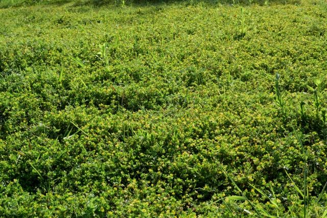 一年生の広葉雑草