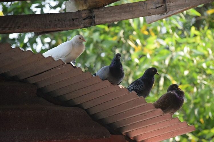 鳩の鳴き声はこんなに種類が!よく鳴くタイミングにも注目してみて