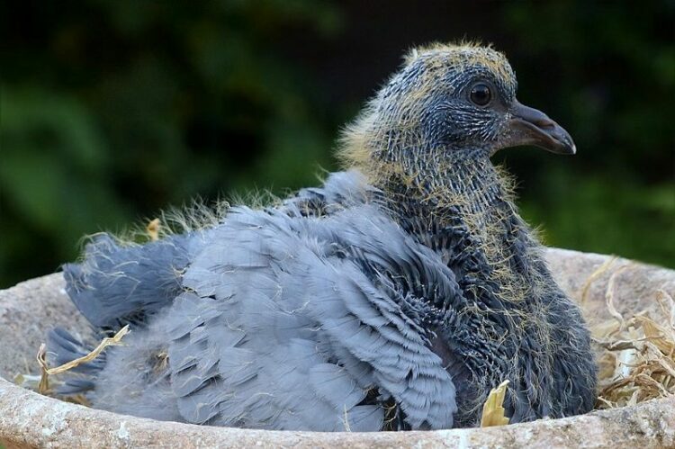 鳩の子供はどんな姿?知っておきたい鳩の子供の扱い方について