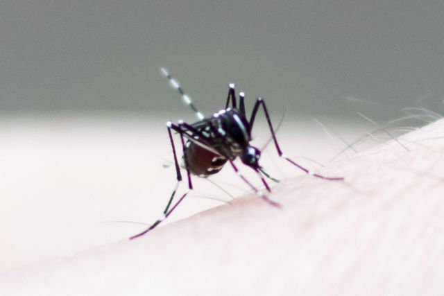 蚊の幼虫を発生させないための予防法