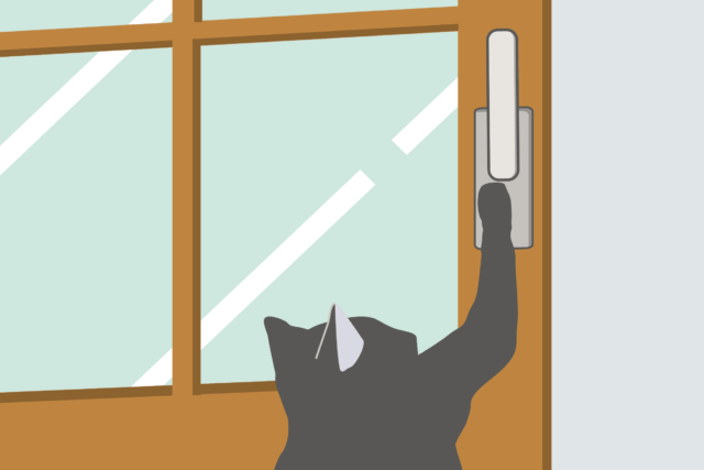 猫