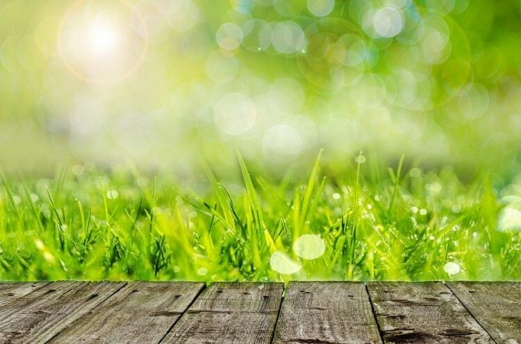 【要注意!】除草に塩を撒くのは厳禁?本当に安全で有効な対策とは