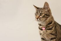猫にゴキブリを食べさせないで！有害な理由と猫がいてもできる対策