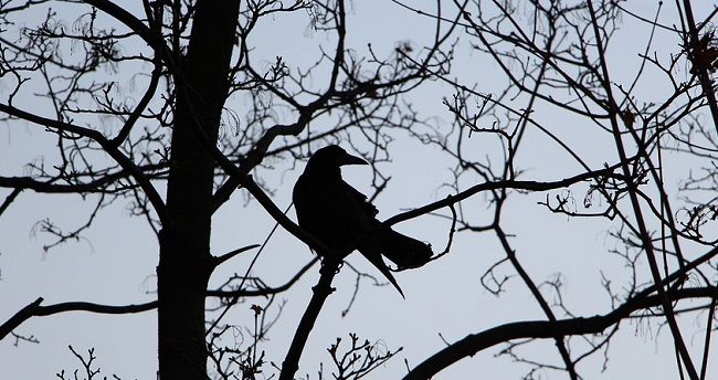 カラスの死骸を見かけない理由