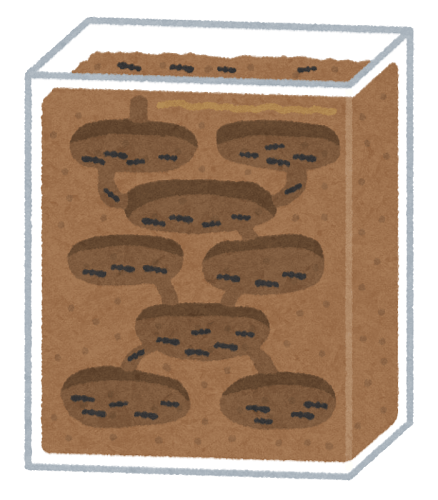 巣ではどんな生活をしてるの？