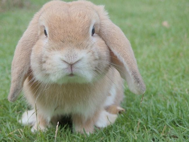 目を離しちゃダメ！うさぎが食べていけない雑草があります
