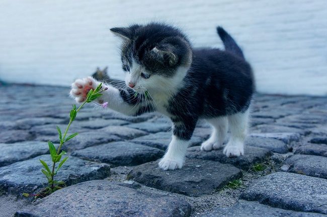 どうしてコンクリートにも雑草は生えてしまうの？――対策するには
