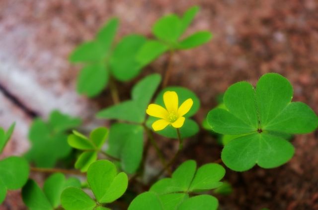 多年生の広葉雑草