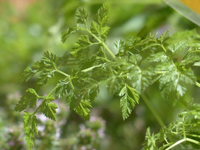 田んぼに生える雑草『水田雑草』とは？