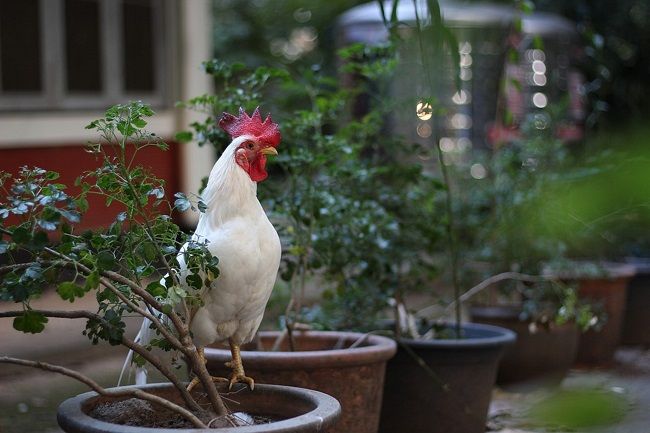 逆にムカデが捕食されることも！