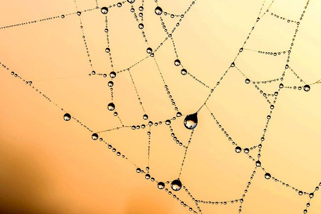 蜘蛛の駆除にはどんな方法があるの？