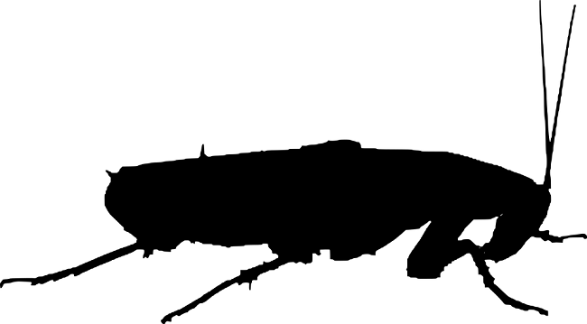 成虫になるのはいつ？ゴキブリの成長力