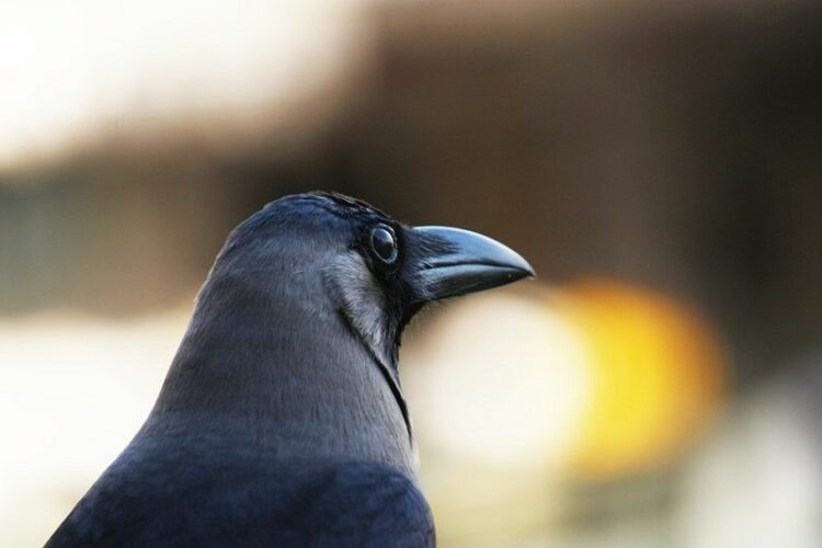 カラスの死骸を見かけないのはなぜ?もしも見つけたらどうすべき?