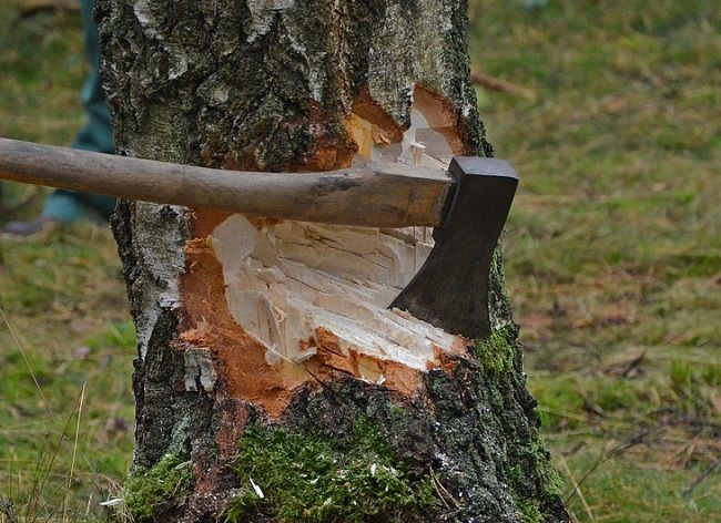 メリットが大きいはずなのに、なぜ間伐ができない？