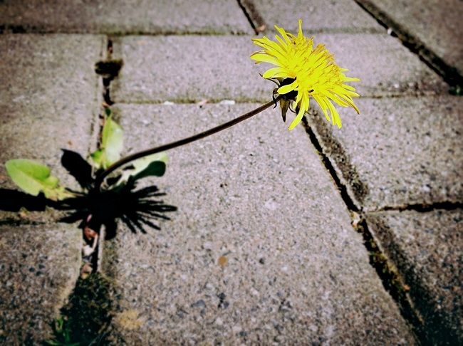 家の周りの雑草対策にはどんな方法が効果的?雑草駆除の方法をご紹介