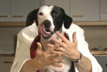ノミを潰すのはNG！危険な理由と卵を飛び散らせない安全な処理方法
