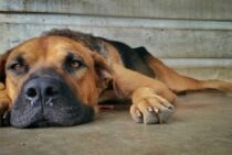 犬にノミを見つけたら？愛犬を守るための正しいノミ駆除とは