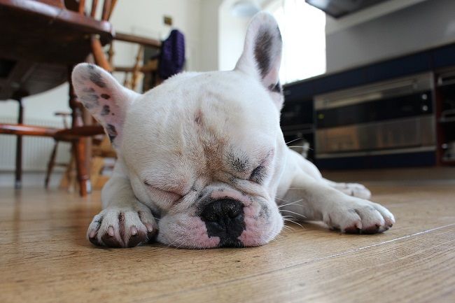 犬がムカデに噛まれたら！２度目に注意を