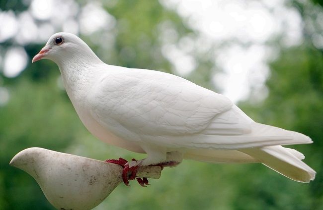 基本的には観賞用の鳩
