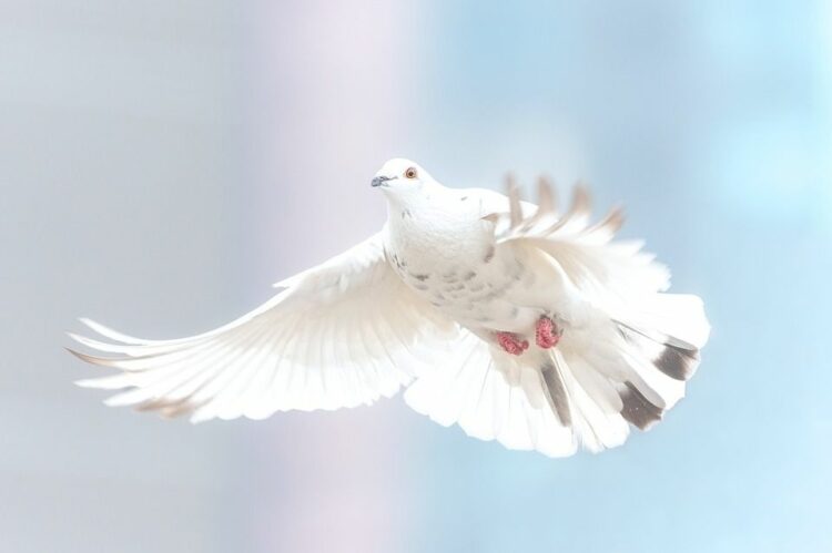 駆除はできない？鳩の巣は法律で守られている……？