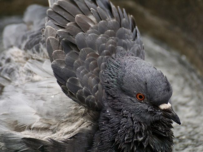 ポーター以外にもいる観賞用の鳩について