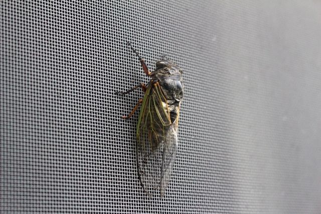 網戸の張り替えの際の参考に！網戸の網の種類をご紹介します！