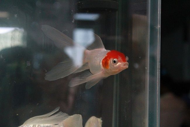 水槽の引越し方法はなにがある？
