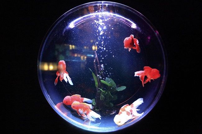 熱帯魚や金魚などの運びかた