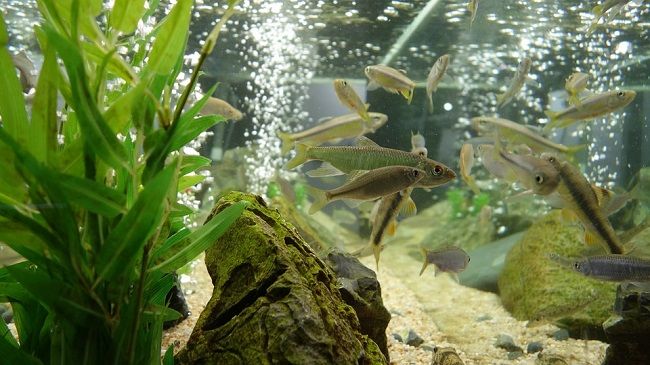 水槽の引越し－引越し後の設置方法