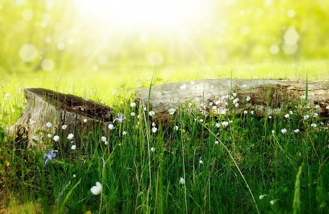 雑草対策は「草の種類」を知ることから!厄介な草の種類を徹底解説